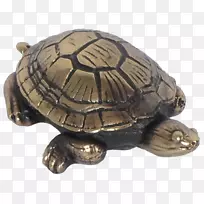 盒形海龟-乌龟-金属泥龟