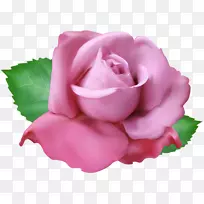 花园玫瑰，剪贴画，png图片图像，卷心菜-粉红色火烈鸟饮料