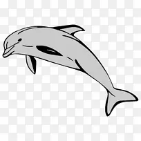 普通宽吻海豚短喙海豚剪贴画图库溪电脑图标海豚吉祥物