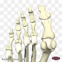 指掌状骨足第一跖骨-骨骼足
