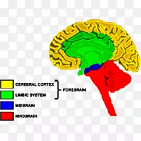前脑后脑神经系统大脑-马神经系统
