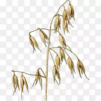 燕麦插图小麦绘图图形.小麦
