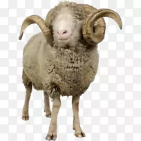 png图片剪辑艺术山羊cừu merino arles透明度.加利福尼亚公羊