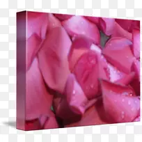 花园玫瑰粉红色m特写-斯里兰卡手工相框