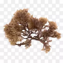 爱尔兰苔藓海藻海莴苣爱尔兰苔藓