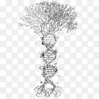 双螺旋：DNA树、核酸、双螺旋遗传学的发现-水彩生命之树