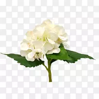 绣球切花花型栀子红丝绣球花
