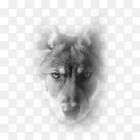 Shikoku西伯利亚哈士奇挪威埃尔克猎犬品种-最撕裂的运动员海滩