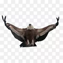 秃鹫常见的秃鹰动物群-灰鹤秃鹫