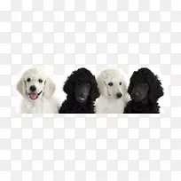 犬种，阿富汗猎犬，标准贵宾犬，小型贵宾犬，巨型贵宾犬气质