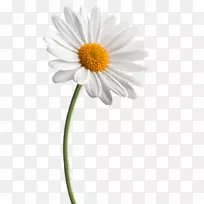 花菊家族剪贴画png图片常见雏菊脂肪细胞尿