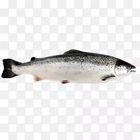 挪威料理挪威鲑鱼作为食物大西洋鲑鱼-旧渔网