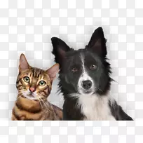 狗猫关系小狗爪子