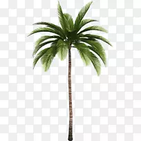 棕榈树剪贴画椰子树干-简单的低聚狮子