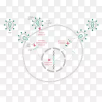 阿巴卡韦/多鲁特格勒/拉米夫定治疗HIV/AIDS-HIV病毒颗粒