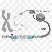 染色体DNA遗传学突变-常见疾病