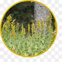加州大学戴维斯植物园教授托儿所玛丽沃蒂斯褐色花园加州本地植物普塔溪河岸保护区加州城市园艺中心-蜜蜂黄花