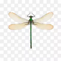 蜻蜓海报拉库瓦和巴特内普设计-链式反应阿纳海姆
