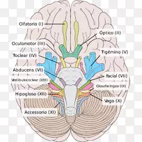 颅神经动眼神经前庭蜗神经脑干脑
