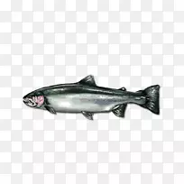 三文鱼、油性鱼、三文鱼作为食物、海洋生物.钢头蝇