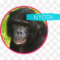 普通黑猩猩西部猩猩认知与保护倡议尼奥塔-倭黑猩猩类人猿