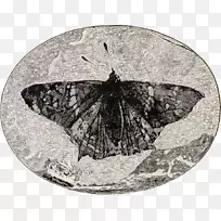 蝴蝶始新世昆虫化石层-侏罗纪化石
