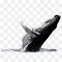 座头鲸，蓝鲸，观赏捕鲸，哥伦比亚莱瓦别墅
