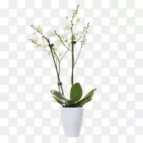 飞蛾兰花切花草原龙胆植物花盆立窗
