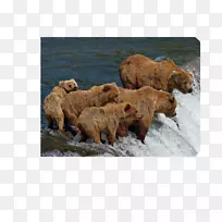 灰熊，北极熊露营营地-棕熊书