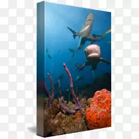 生态系统淡水水族馆珊瑚礁海洋生物
