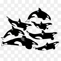 海豚世界奥兰多·蒂利库姆·卡蒂纳虎鲸-虎鲸