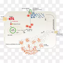 胰岛β细胞胰岛素磺酰脲胰岛化学突触机制