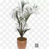 巴巴苏棕榈树，室内植物，非洲油棕榈，最好的室内棕榈树