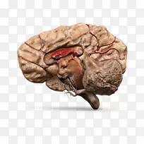 有机体神经学-脑模型