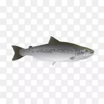 鲑鱼研究鳟鱼鳞状鲨鱼海洋生物-大西洋鲑鱼