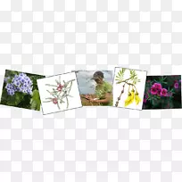 花卉设计切花画框.植物艺术版画