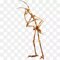 昆虫相体剪贴画行走图像-昆虫