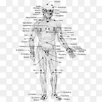 阿育吠陀的马马穴：治疗身体、精神和意识的能量通路-与中医马玛阿迪经络针刺脉轮穴位图的比较
