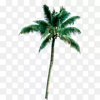 棕榈树png图片椰子夹艺术Roystonea Regia-manzanita分店批发