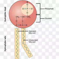 磷脂细胞膜脂双层生物膜卵巢周期历