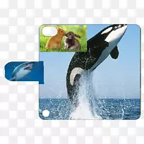 虎鲸座头鲸-iPodtouch 2