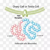 卵泡刺激素β血小板衍生生长因子受体重组dna重组生长激素