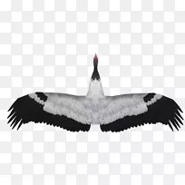 丹顶鹤，黑颈鹤，羽毛动物园大亨，2-降落伞鹤