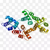 膜联蛋白A4蛋白基因细胞分泌上皮细胞