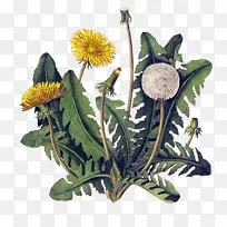 普通蒲公英植物学绘画艺术植物插图蒲公英植物公司