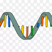 DNA RNA生物分子结构转录核酸结构