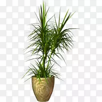 棕榈树花盆png图片剪辑艺术图像.植物