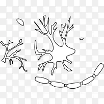 剪贴艺术神经元神经系统图像细胞-神经细胞