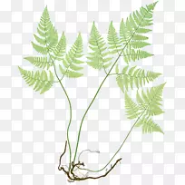 英国和爱尔兰的蕨类植物，常见的多足的北部橡木蕨类植物，埃尔克霍恩蕨类植物，彩绘淑女植物。