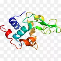 整体膜蛋白细胞膜生物膜脂双层-骆驼样抗体